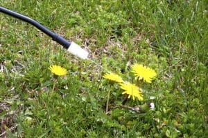 Weed Removal Tips And Advice