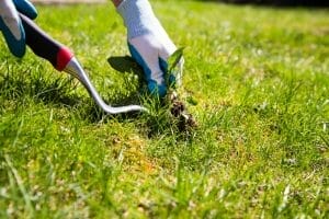 Weed Removal Tips And Advice